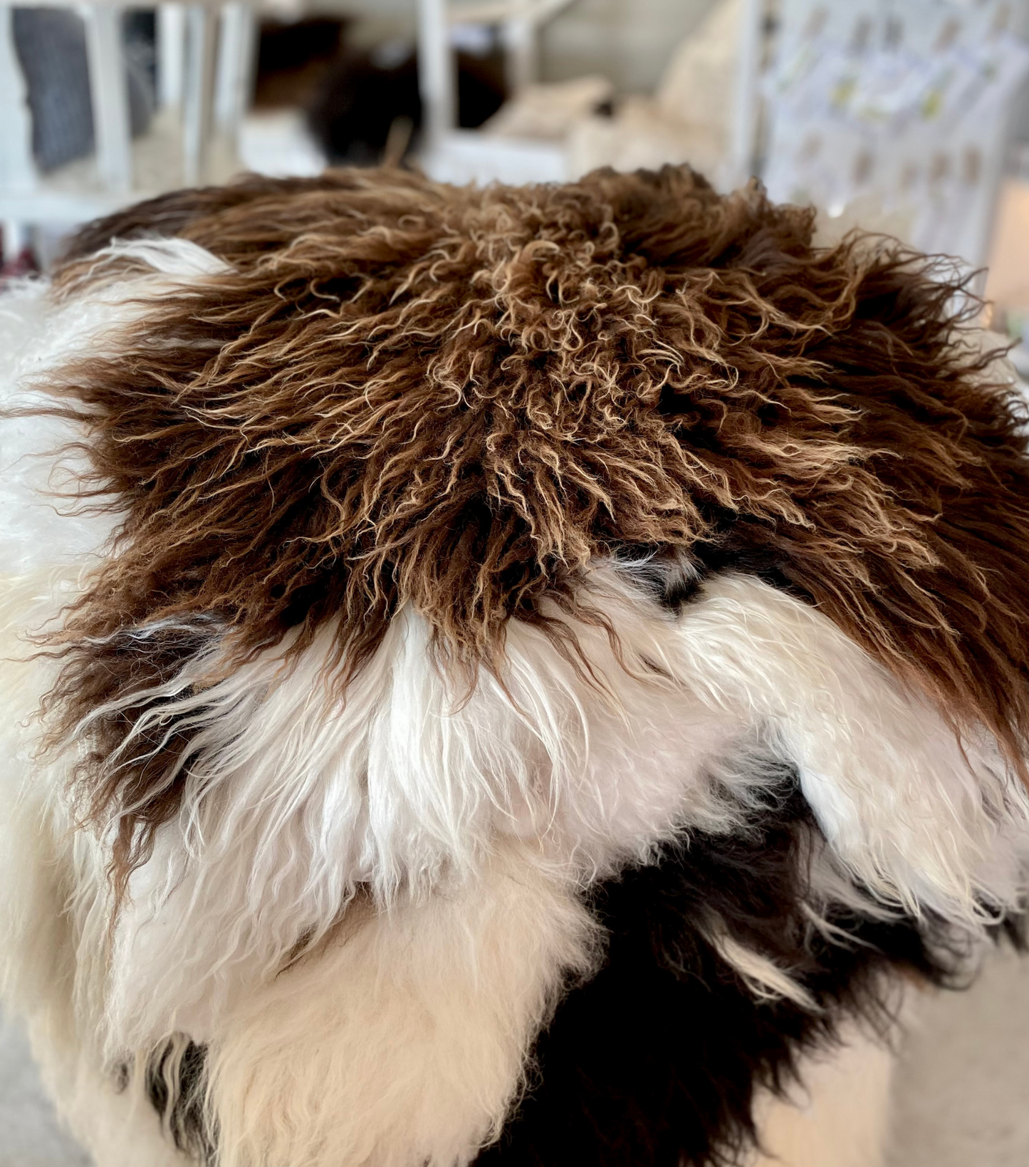 Sheep skin